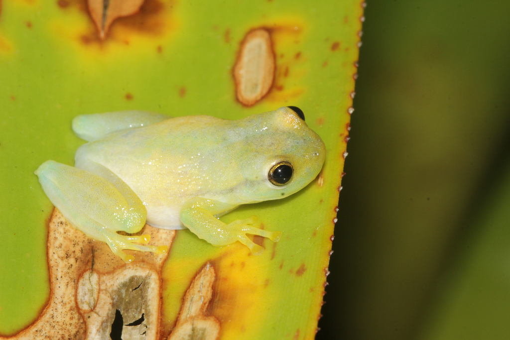 Yellow Heart-Tongued Frog