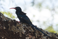 Phoeniculus damarensis