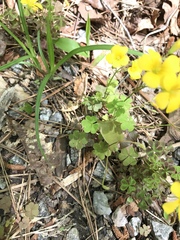 Oxalis colorea