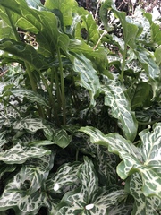 Arum italicum