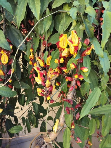 Foto de Sapatinho-de-judia