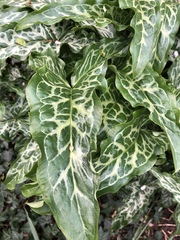 Arum italicum