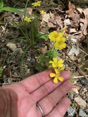 Oxalis colorea