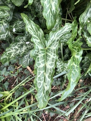 Arum italicum