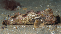 Aploactisoma milesii