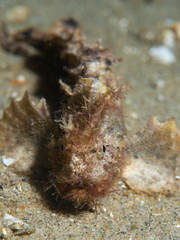 Aploactisoma milesii