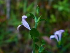 Hypoestes maculosa