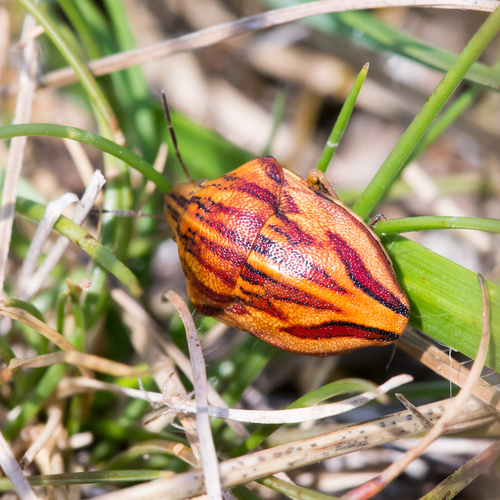 Odontotarsus purpureolineatus