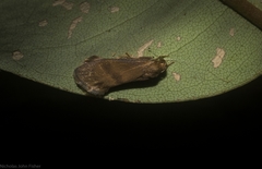 Lambula obliquilinea