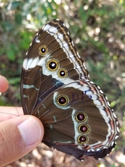Morpho helenor achillides