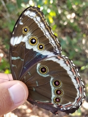 Morpho helenor achillides