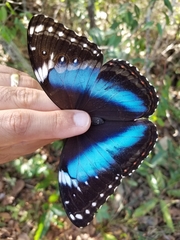 Morpho helenor achillides
