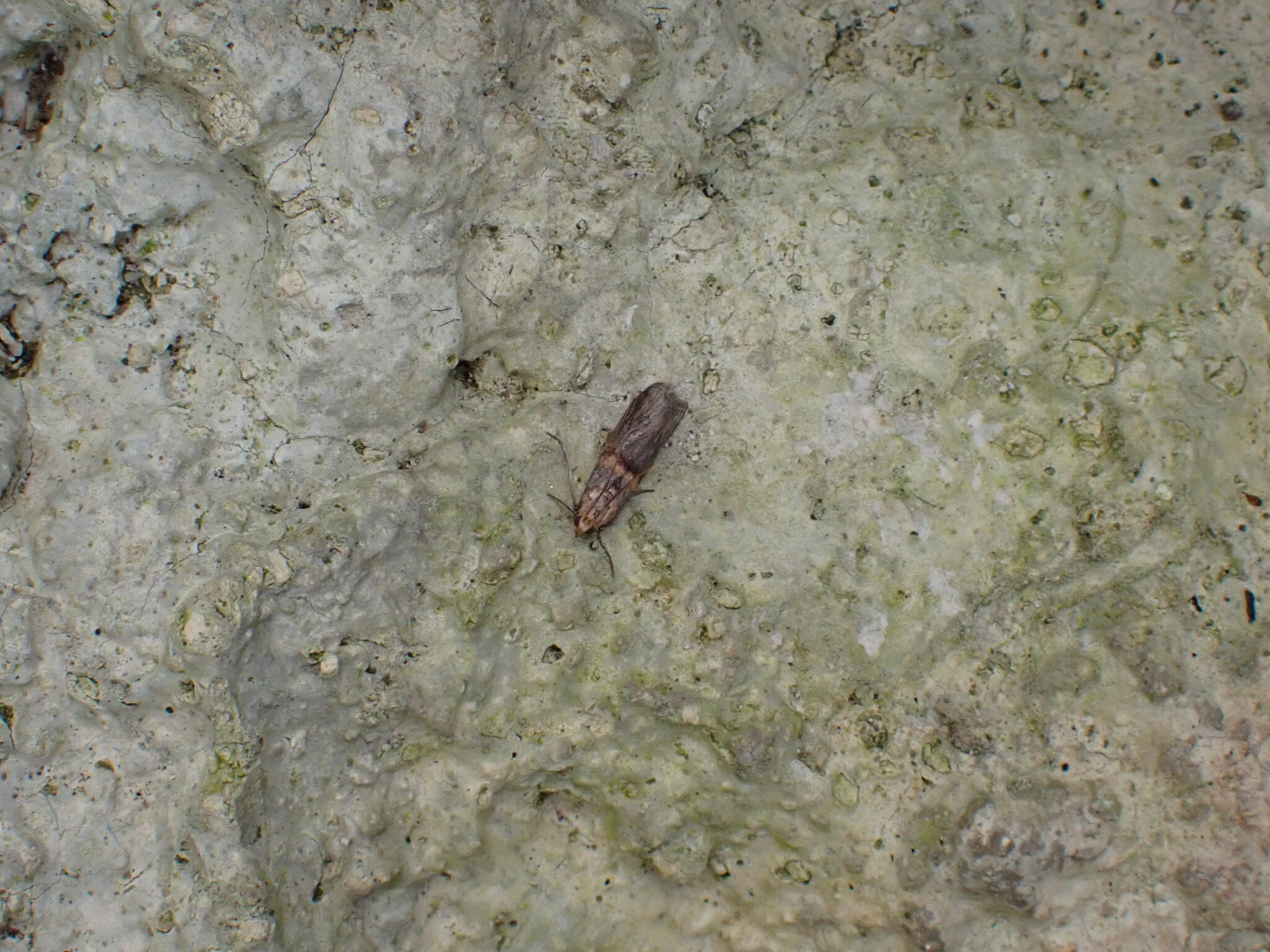 Oxybia transversella