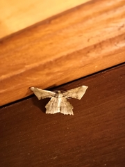 Krananda latimarginaria