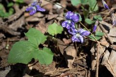 Viola palmata