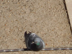 Columba livia domestica