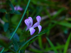 Hypoestes maculosa
