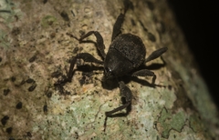 Onidistus araneus