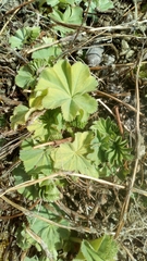 Alchemilla vulgaris