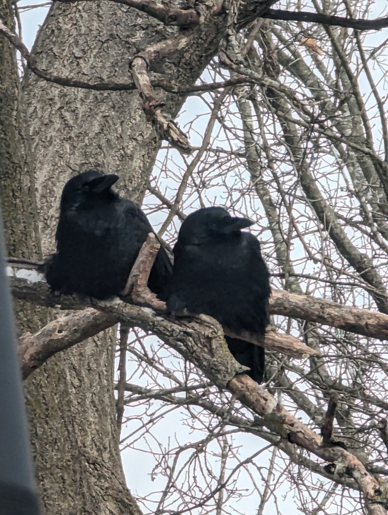 January Crow American Crow in January 2024 by Monica Sobel · iNaturalist