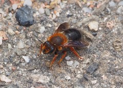 Megachile sicula