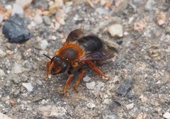 Megachile sicula