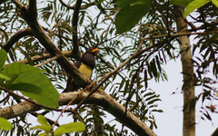 Western Yellow-Billed Barbet photo 2
