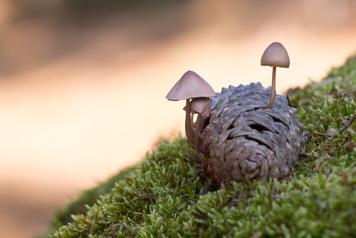 Mycena seynii