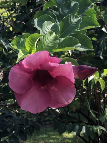 Foto de Alamanda-roxa