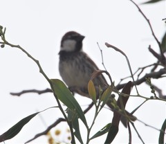 Passer hispaniolensis