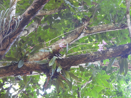 Image of Laelia rubescens by (c) fede2cr, some rights reserved (CC BY)
