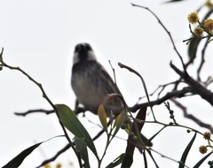 Passer hispaniolensis