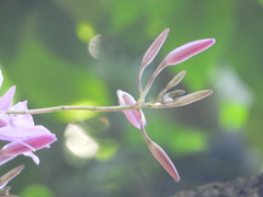 Laelia rubescens, photograph (c) fede2cr, some rights reserved (CC BY)