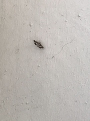 Diasemiopsis leodocusalis