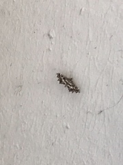 Diasemiopsis leodocusalis