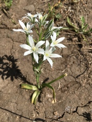 Ornithogalum narbonense