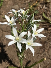 Ornithogalum narbonense