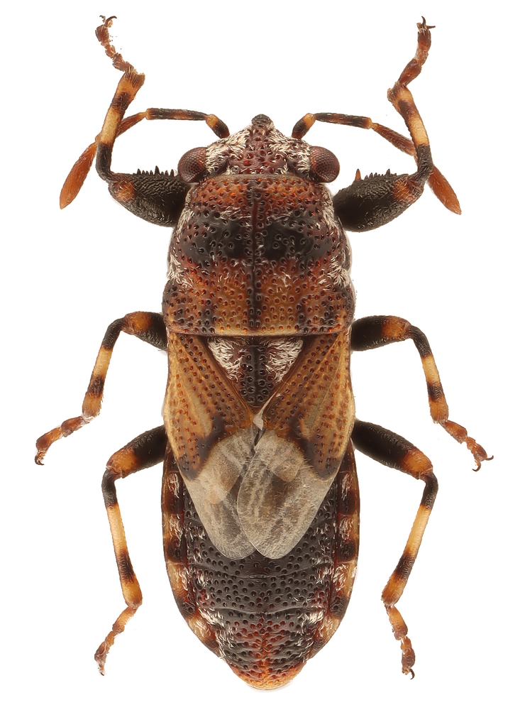 Phlegyas abbreviatus