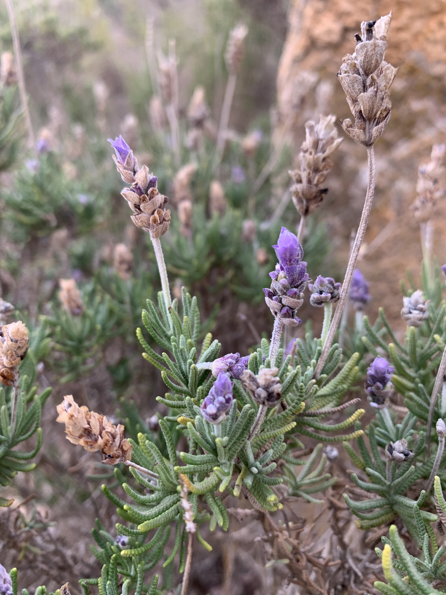 Imagem de Lavanda