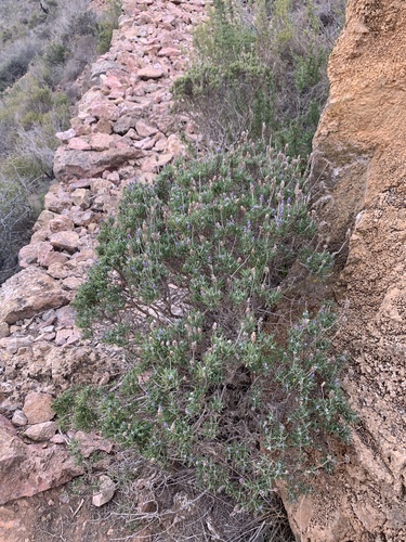 Foto de Lavanda