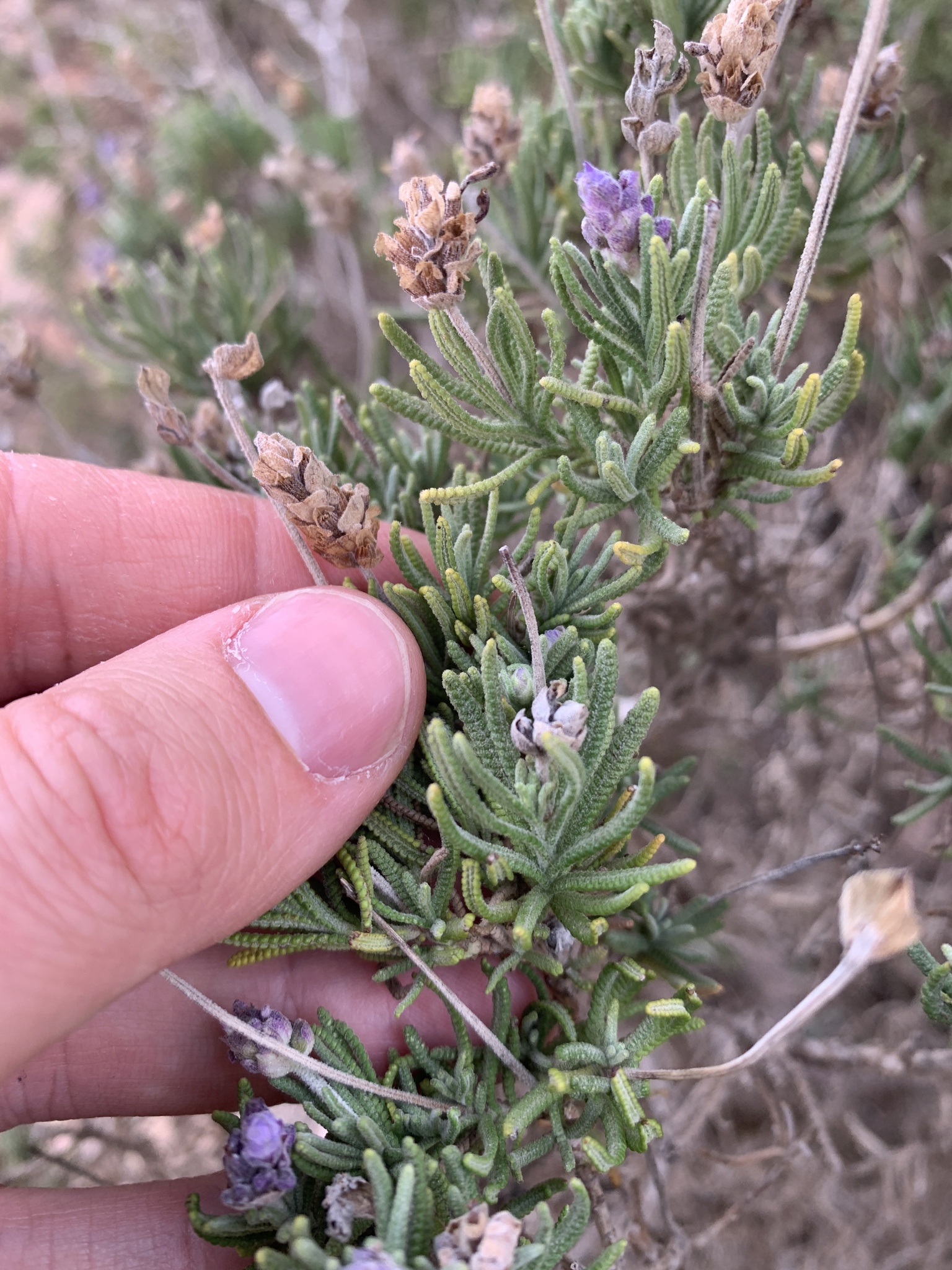 Imagem de Lavanda
