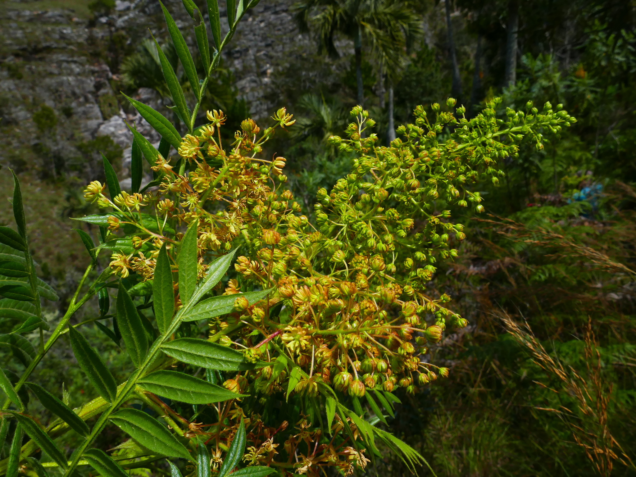 Dodonaea madagascariensis Radlk.