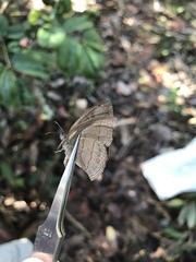 Nhambikuara cerradensis