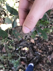 Nhambikuara cerradensis