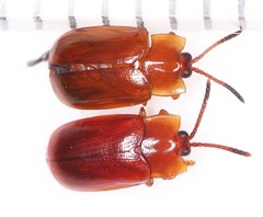 Cephaloleia dilaticollis