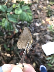 Nhambikuara cerradensis