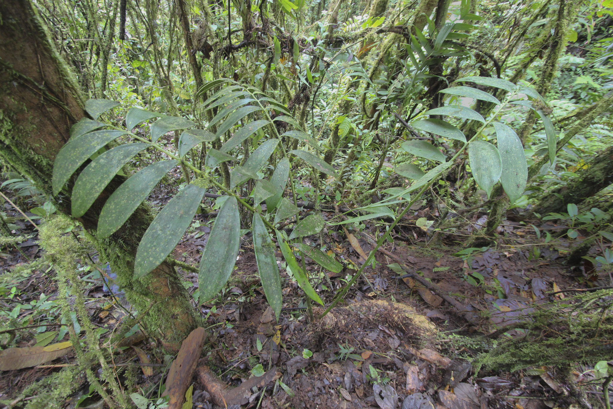 Zamia montana