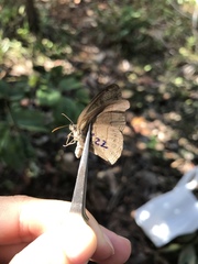 Nhambikuara cerradensis