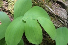 Uvularia
