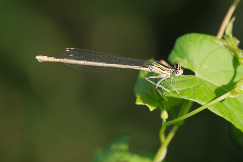 Photo of Blue Featherleg (Platycnemis pennipes)